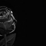 Zdjęcie przedstawia, różę na czarnym tle. Symbolizuje to żałobę.
